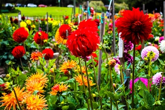 Golden Gate Park | Conservatory of Flowers